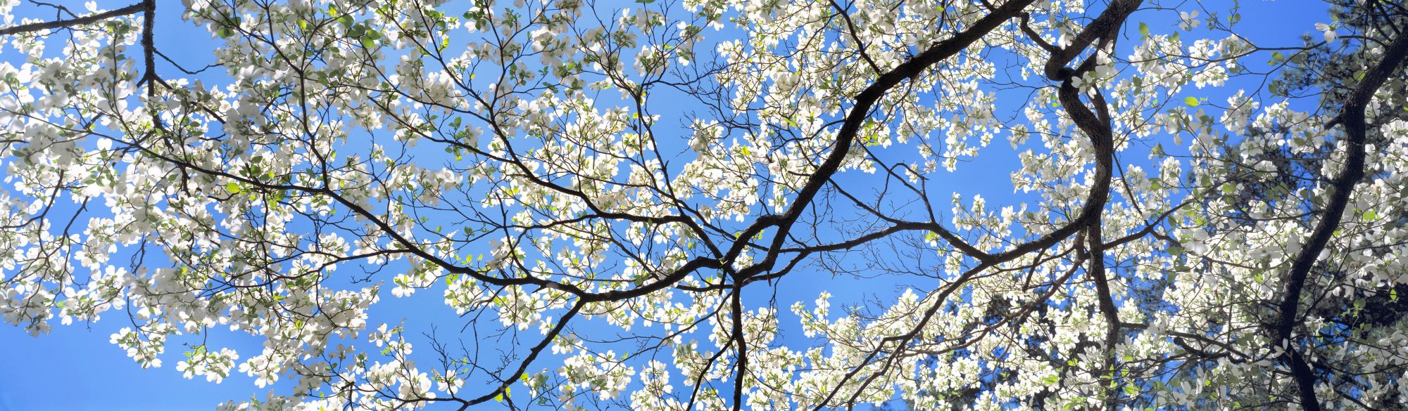 Early Registration Discount